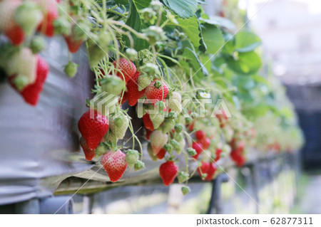 春天摘草莓 春天摘草莓 62877311
