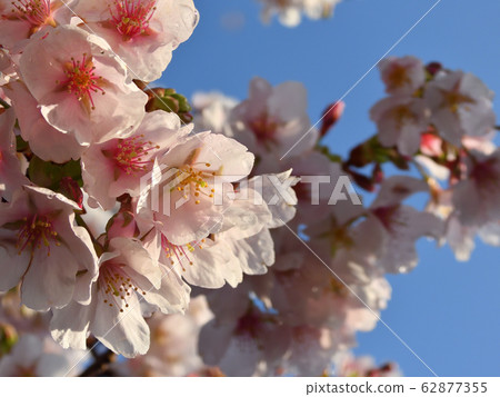 Tamanawazakura 22 Tamanawazakura 22 62877355