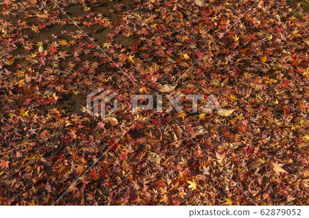 Maple on the surface of the water Maple on the surface of the water 62879052
