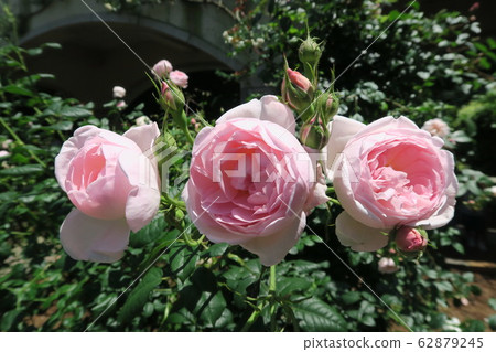 Kobe Nunobiki Herb Garden-Early Summer Rose Symphony Garden- Kobe Nunobiki Herb Garden-Early Summer Rose Symphony Garden- 62879245
