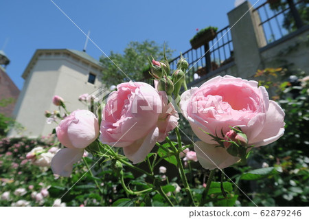Kobe Nunobiki Herb Garden-Early Summer Rose Symphony Garden- Kobe Nunobiki Herb Garden-Early Summer Rose Symphony Garden- 62879246