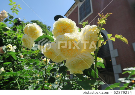 Kobe Nunobiki Herb Garden-Early Summer Rose Symphony Garden- Kobe Nunobiki Herb Garden-Early Summer Rose Symphony Garden- 62879254
