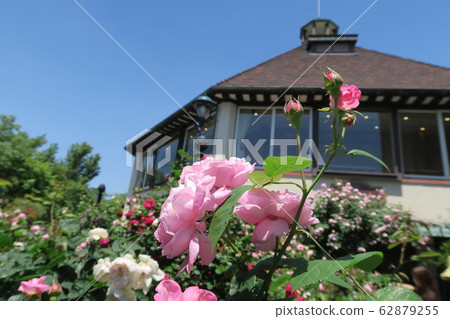Kobe Nunobiki Herb Garden-Early Summer Rose Symphony Garden- Kobe Nunobiki Herb Garden-Early Summer Rose Symphony Garden- 62879255