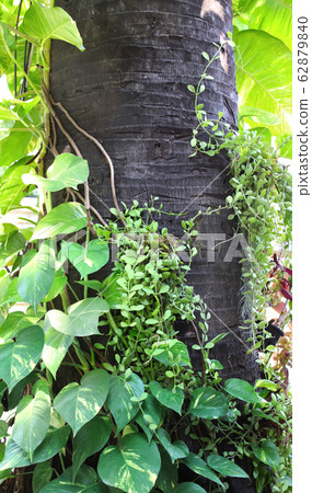 Palm trunk and lush tropical foliage 62879840