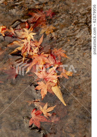 水面上的楓葉 62879956