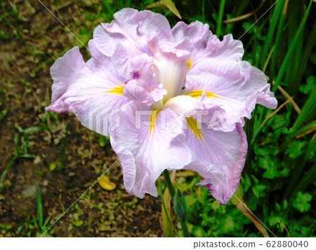 Shobuen flower "Saiko Sakura" 62880040