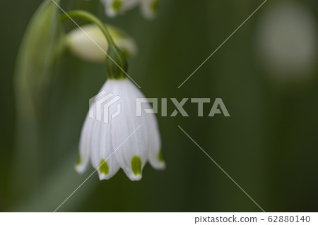 雪花 62880140