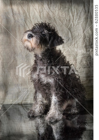 miniature schnauzer puppy 4 month old sits indoor, 62880535