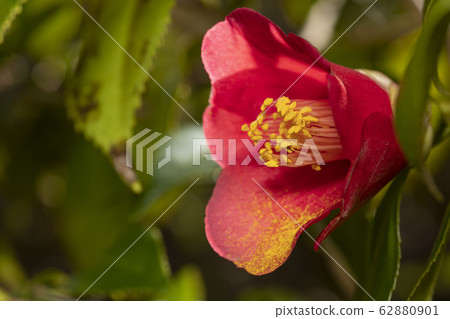 茶花 62880901