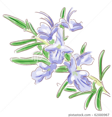 rosemary, herbal, flower 62880967