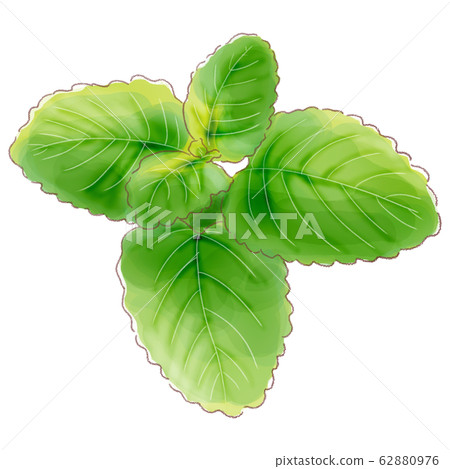 檸檬香脂 香草 草本的 62880976