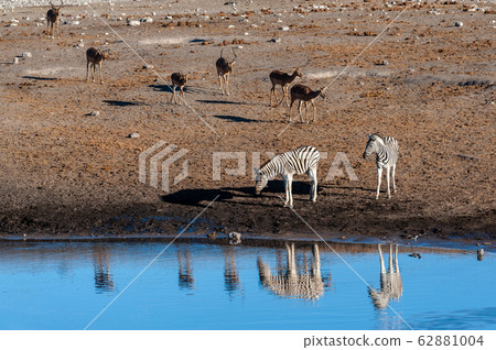 Giraffes an Impalas near a waterhole Giraffes an Impalas near a waterhole 62881004