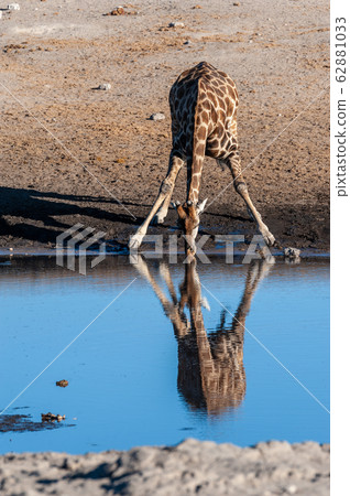 Giraffes in Etosha National Park 62881033