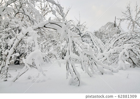 Winter park in snow. Beautiful winter trees 62881309