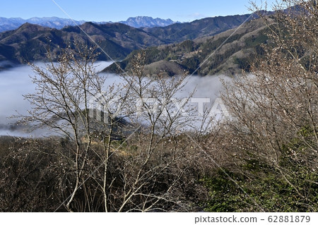 Hotozan Rowby花園的冬季海上櫻花 62881879