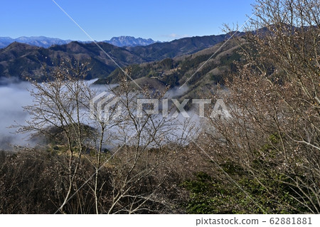 Hotozan Rowby花園的冬季海上櫻花 Hotozan Rowby花園的冬季海上櫻花 62881881