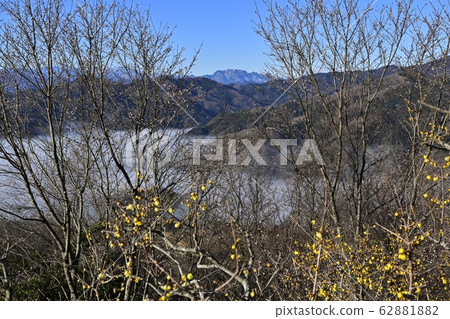 Hotozan Rowby花園的冬季海上櫻花 Hotozan Rowby花園的冬季海上櫻花 62881882
