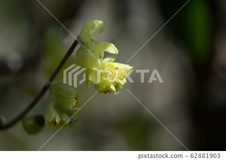 鳳尾蘭花 62881903