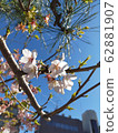 Cherry blossoms in Kamakura 62881907