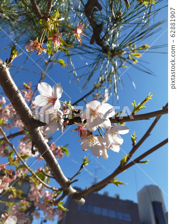 Cherry blossoms in Kamakura Cherry blossoms in Kamakura 62881907