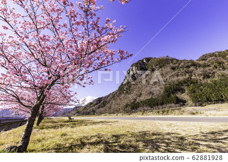 (Shizuoka) Yomiuri Giants Army Shigeo Nagashima Running Road, Kawazu Sakura Namiki 62881928