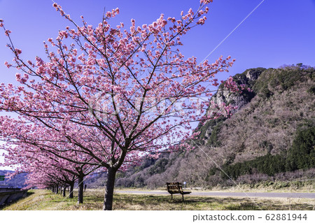 (Shizuoka) Yomiuri Giants Army Shigeo Nagashima Running Road, Kawazu Sakura Namiki (Shizuoka) Yomiuri Giants Army Shigeo Nagashima Running Road, Kawazu Sakura Namiki 62881944