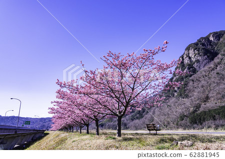 (Shizuoka) Yomiuri Giants Army Shigeo Nagashima Running Road, Kawazu Sakura Namiki 62881945