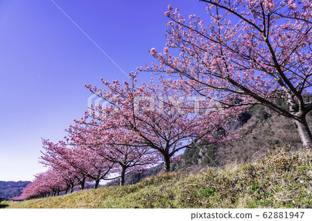 （靜岡）讀賣巨人軍長島茂雄跑步道，川津櫻南木 62881947