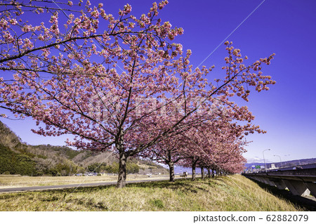 （靜岡）讀賣巨人軍長島茂雄跑步道，川津櫻南木 62882079