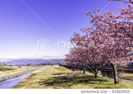 (Shizuoka) Yomiuri Giants Army Shigeo Nagashima Running Road, Kawazu Sakura Namiki 62882083
