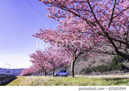 (Shizuoka) Yomiuri Giants Army Shigeo Nagashima Running Road, Kawazu Sakura Namiki (Shizuoka) Yomiuri Giants Army Shigeo Nagashima Running Road, Kawazu Sakura Namiki 62882084