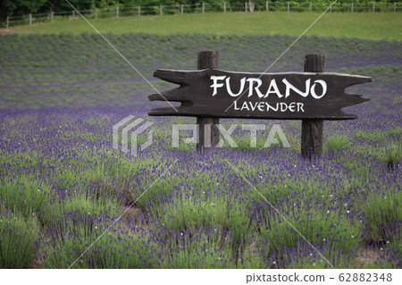 Lavender_FURANO Lavender_FURANO 62882348