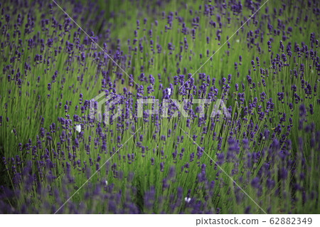 Lavender_Jutan Lavender_Jutan 62882349