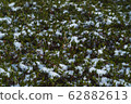 Snowflakes on the green bush in the winter 62882613