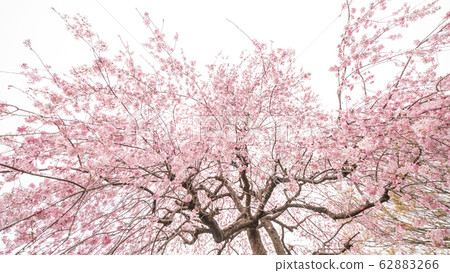 Minuma稻田春天春天垂枝櫻花 62883266