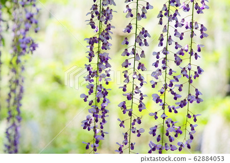 春日大社的紫藤9和萬葉植物園 照片素材 圖片 圖庫