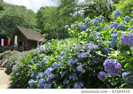 縣立森林中田花園-繡球花園- 縣立森林中田花園-繡球花園- 62884439