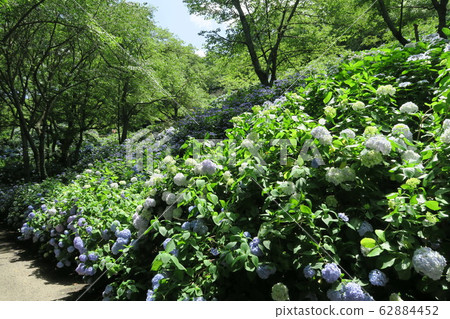 縣立森林中田花園-繡球花園- 縣立森林中田花園-繡球花園- 62884452