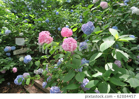 縣立森林中田花園-繡球花園- 縣立森林中田花園-繡球花園- 62884457
