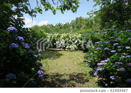 縣立森林中田花園-繡球花園- 縣立森林中田花園-繡球花園- 62884467