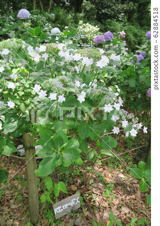 Prefectural Forest Nukata Garden-Hydrangea Garden- Prefectural Forest Nukata Garden-Hydrangea Garden- 62884518