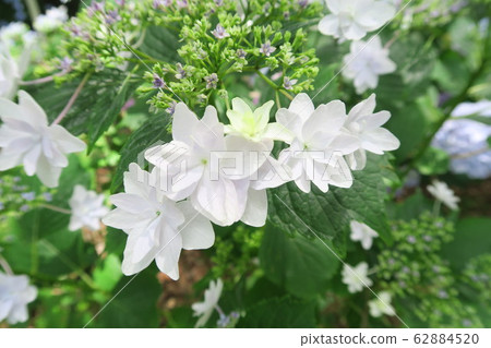 Prefectural Forest Nukata Garden-Hydrangea Garden- 62884520