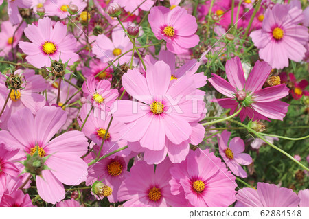 Close up of big beautiful pink cosmos flowers blooming in the field. 62884548