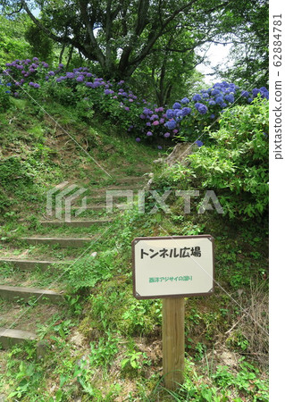 縣立森林中田花園-繡球花園- 縣立森林中田花園-繡球花園- 62884781