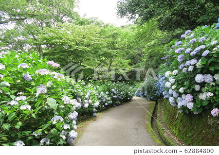 Prefectural Forest Nukata Garden-Hydrangea Garden- Prefectural Forest Nukata Garden-Hydrangea Garden- 62884800