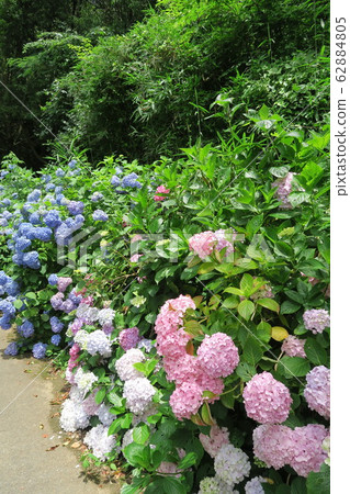 縣立森林中田花園-繡球花園- 縣立森林中田花園-繡球花園- 62884805