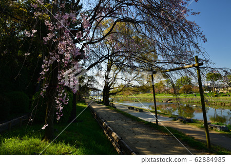 在半樹路的櫻花 62884985