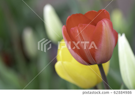 紅色鬱金香 62884986