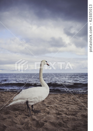 white swan on Baltic sea white swan on Baltic sea 62885013