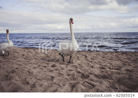 Swans at the Baltic sea Swans at the Baltic sea 62885014